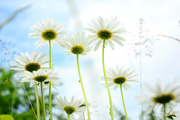 Chamomile flowers on a background of sky. View from below.