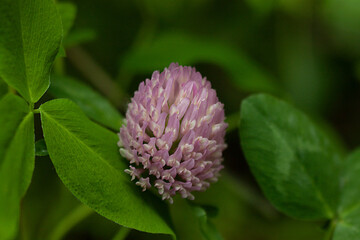 close up of clover flower