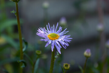 Blue chamomile flower