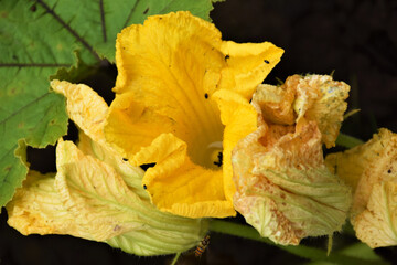 bright yellow zucchini flowers growing from the ground, veganism, organic foods
