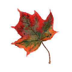 Vector watercolor autumn leaf isolated on white background.