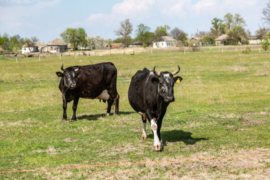 Two black cows graze in the meadow on a sunny day against the backdrop of the village. Horizontal orientation.