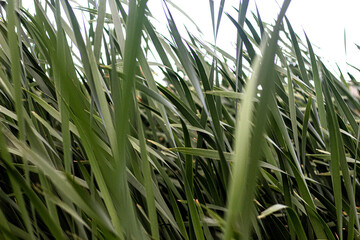 green grass in the wind background