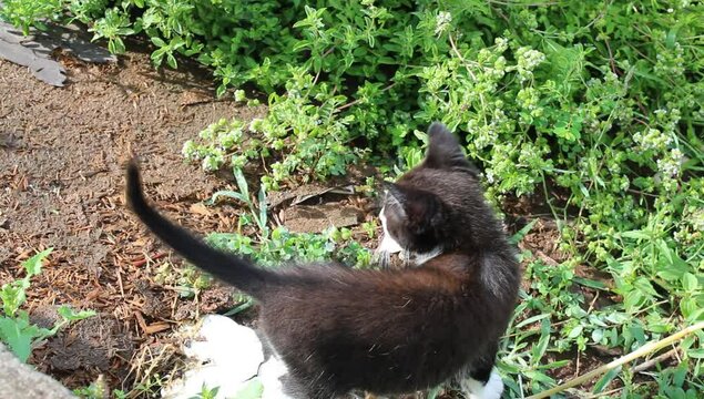 Un gato entre plantas verdes 
