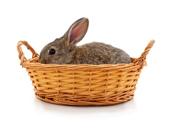 Little bunny in a basket.