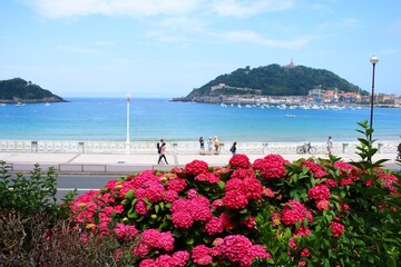 Red hydrangea flowers and blue sea water in the bay of the Spanish resort town of Donostia San Sebastian in the summer of 2019