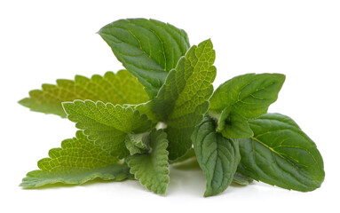 Leaves of green mint.