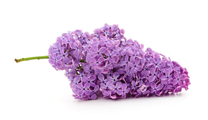 Purple lilac flower.