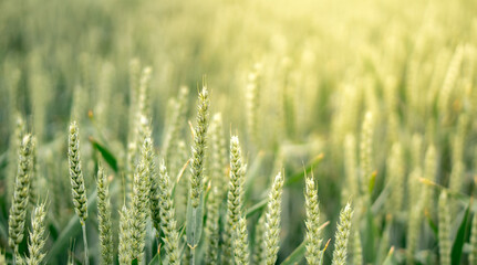 Fresh growing wheat on a farmland in foreground
