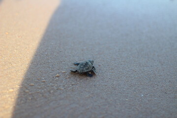 Baby turtle going to the sea