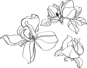 black and white line illustration of magnolia flowers on a white background © yulalya13