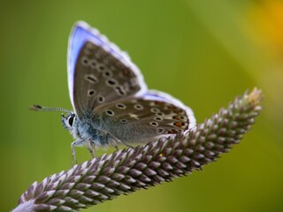 The Common Blue (Plebejus idas) is a species of diurnal butterfly in the blue family