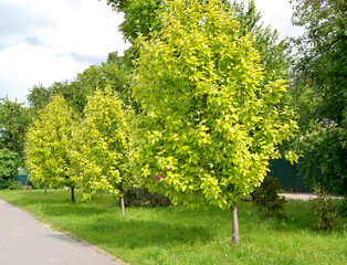 Planting of young trees of alder mountain ash (Sorbus alnifolia (Siebold & Zucc.) K. Koch) along the sidewalk
