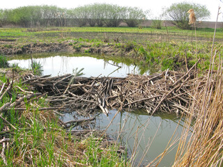 Beaver dam on the steppe river