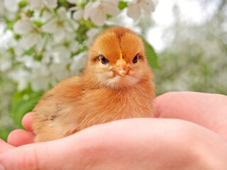 Little yellow chicken sits in the palms against the background of a flowering apple tree