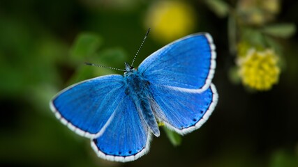 The Common Blue (Plebejus idas) is a species of diurnal butterfly in the blue family