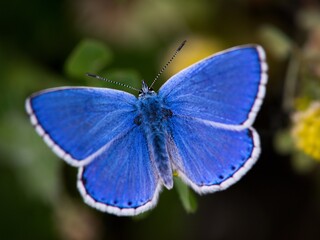 The Common Blue (Plebejus idas) is a species of diurnal butterfly in the blue family