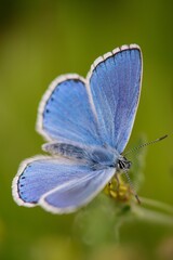 The Common Blue (Plebejus idas) is a species of diurnal butterfly in the blue family