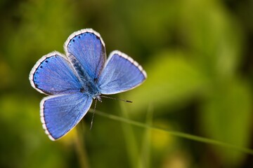 The Common Blue (Plebejus idas) is a species of diurnal butterfly in the blue family