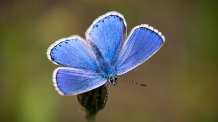 The Common Blue (Plebejus idas) is a species of diurnal butterfly in the blue family