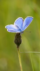 The Common Blue (Plebejus idas) is a species of diurnal butterfly in the blue family