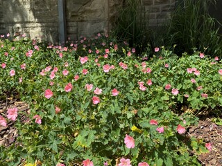 Wild pink flowers next to a stone wall in Calverley, Leeds, UK