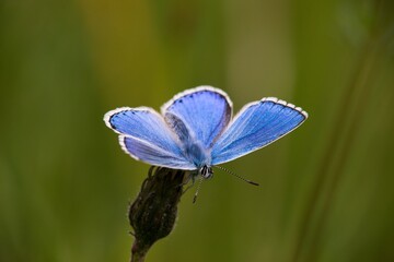 The Common Blue (Plebejus idas) is a species of diurnal butterfly in the blue family