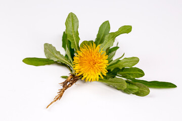 Taraxacum officinale on the white background