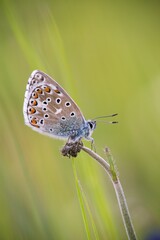 Fototapeta na wymiar The Common Blue (Plebejus idas) is a species of diurnal butterfly in the blue family