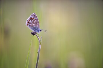 The Common Blue (Plebejus idas) is a species of diurnal butterfly in the blue family