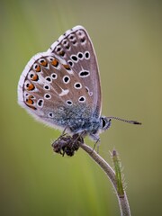 The Common Blue (Plebejus idas) is a species of diurnal butterfly in the blue family