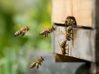 Individual bees returning to a wooden hive with pollen and nectar
