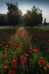Romantic poppy field with trees with the bright sun in a spring day in Milan Italy
