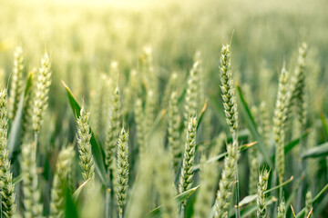 Fresh growing wheat on a farmland