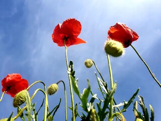 poppy flowers against blue sky
