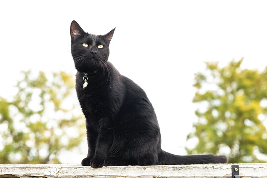 Domestic black cat with magnetic yellow eyes sitting on a garden fence