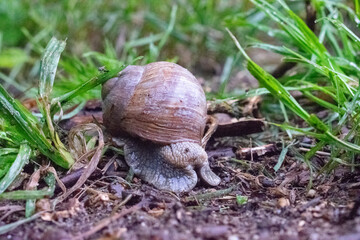 Big Snail closeup in the grass