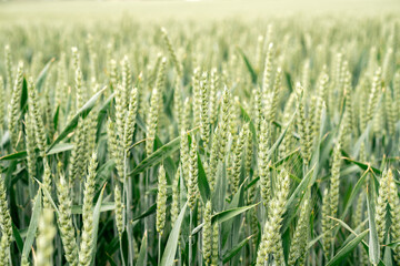Fresh growing wheat on a farmland