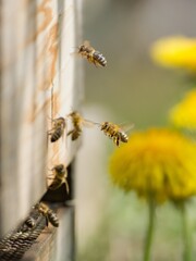 Individual bees returning to a wooden hive with pollen and nectar