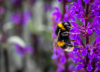 bumble bee on a flower