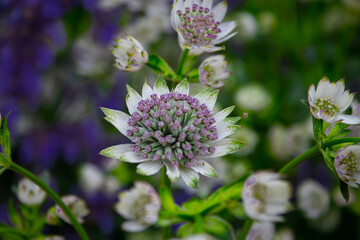 purple thistle flower