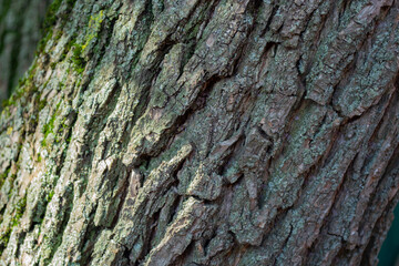 View of the trunk of an old tree.