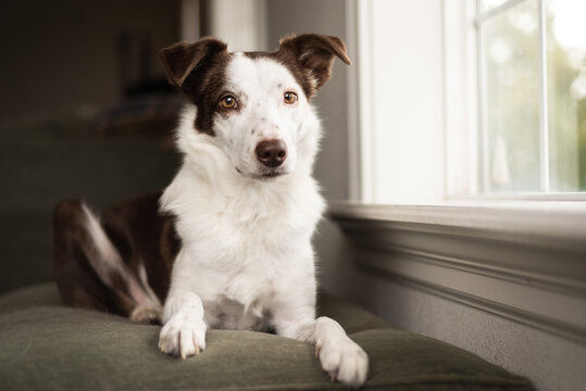 Portrait of border collie dog sitting on couch by the window