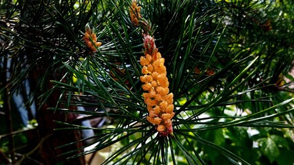 close up of a pine cone