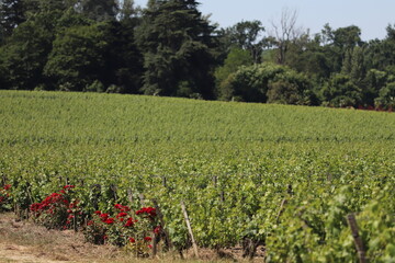 Fototapeta na wymiar paysage dans les vignoble du bordelais graves pessac léognan