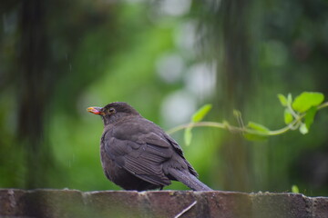 Common male blackbird in west London patio garden on a rainy day It is the most numerous breeding bird in the British Isles for its adaptability It is equally at home in city park or remote Welsh wood