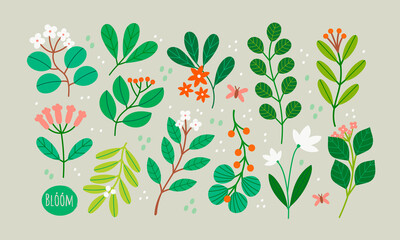Various Branches with Flowers, Leaves and Berries. Hand drawn Vector Set. Colorful trendy illustration. All elements are isolated. Perfect For your own design
