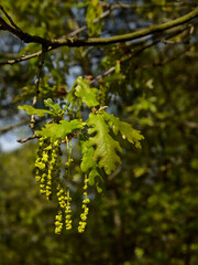 Oak flowers and leafs, selective focus - Quercus.