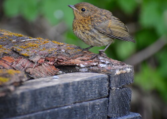 Young robin has buff brown upper parts and underparts It has no orange breast so adults do not attack it in territorial disputes Speckled feathers are lost in a partial moult when it is few months old