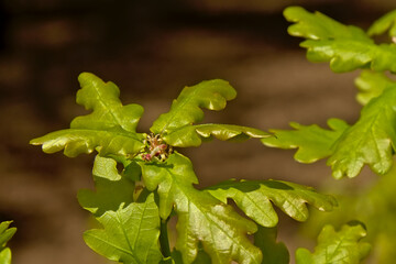 Oak leafs with small red female flowers, selective focus - Quercus.